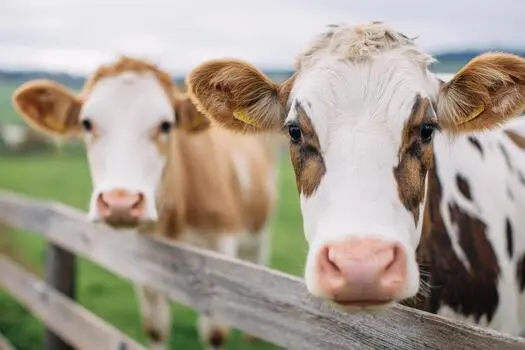 Cattle in a green pasture